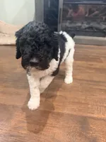 Bullseye, a male Poodle - Standard  for sale in Hastings, MI – 7 of 10