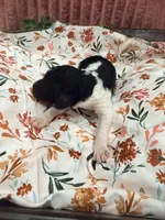 Tiana, a female Poodle - Standard  for sale in Hastings, MI – 4 of 8