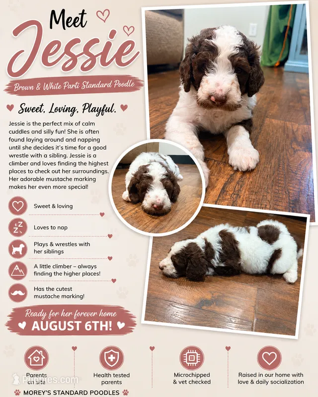Jessie – Poodle - Standard  puppy for sale in Hastings, MI