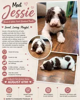 Jessie, a female Poodle - Standard  for sale in Hastings, MI – 10 of 10