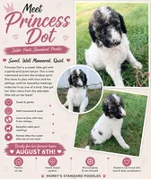 Princess Dot, a female Poodle - Standard  for sale in Hastings, MI – 10 of 10
