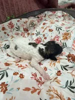 Princess Dot, a female Poodle - Standard  for sale in Hastings, MI – 7 of 7