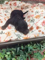 Bambi, a female Poodle - Standard  for sale in Hastings, MI – 6 of 7