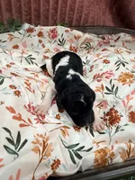 Tiana, a female Poodle - Standard  for sale in Hastings, MI – 8 of 8