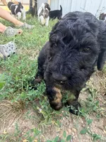 Bambi, a female Poodle - Standard  for sale in Hastings, MI – 8 of 10