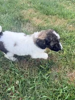 Princess Dot, a female Poodle - Standard  for sale in Hastings, MI – 4 of 10