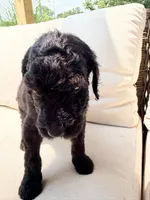 Vanellope, a female Poodle - Standard  for sale in Hastings, MI – 2 of 10
