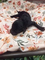 Vanellope, a female Poodle - Standard  for sale in Hastings, MI – 7 of 9