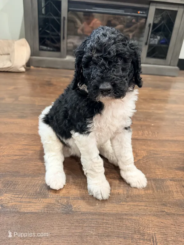 Bullseye – Poodle - Standard  puppy for sale in Hastings, MI