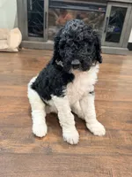 Bullseye, a male Poodle - Standard  for sale in Hastings, MI – 1 of 10