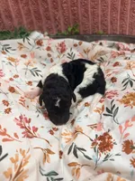 Ralph, a male Poodle - Standard  for sale in Hastings, MI – 4 of 10