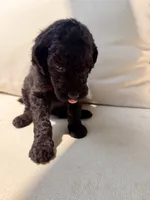 Vanellope, a female Poodle - Standard  for sale in Hastings, MI – 8 of 10