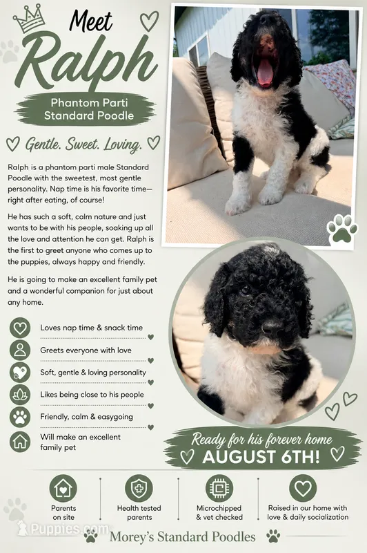Ralph – Poodle - Standard  puppy for sale in Hastings, MI