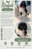 Ralph, a male Poodle - Standard  for sale in Hastings, MI – 7 of 9