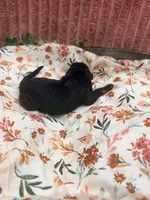 Bambi, a female Poodle - Standard  for sale in Hastings, MI – 7 of 7