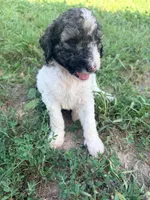 Princess Dot, a female Poodle - Standard  for sale in Hastings, MI – 6 of 10