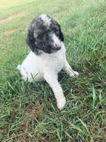 Princess Dot, a female Poodle - Standard  for sale in Hastings, MI – 3 of 10