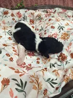 Bullseye, a male Poodle - Standard  for sale in Hastings, MI – 6 of 6