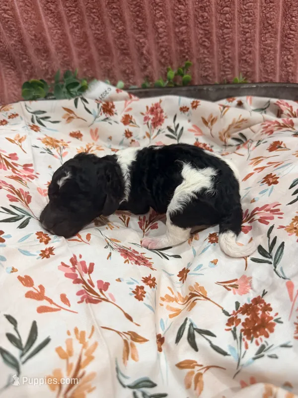 Ralph – Poodle - Standard  puppy for sale in Hastings, MI
