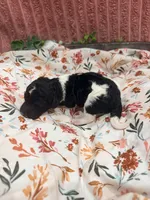 Ralph, a male Poodle - Standard  for sale in Hastings, MI – 1 of 10