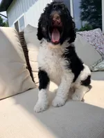 Ralph, a male Poodle - Standard  for sale in Hastings, MI – 5 of 9
