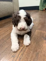 Jessie, a female Poodle - Standard  for sale in Hastings, MI – 3 of 10