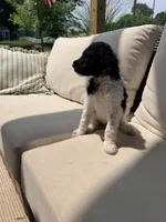 Tiana, a female Poodle - Standard  for sale in Hastings, MI – 9 of 10