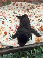 Vanellope, a female Poodle - Standard  for sale in Hastings, MI – 5 of 9
