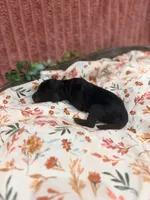 Bambi, a female Poodle - Standard  for sale in Hastings, MI – 2 of 7
