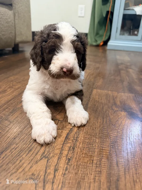 Jessie – Poodle - Standard  puppy for sale in Hastings, MI