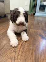 Jessie, a female Poodle - Standard  for sale in Hastings, MI – 1 of 10