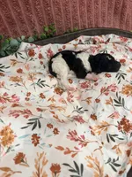 Ralph, a male Poodle - Standard  for sale in Hastings, MI – 7 of 10
