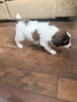 Mater, a male Poodle - Standard  for sale in Hastings, MI – 2 of 10