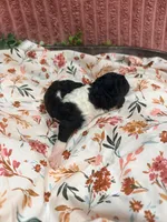 Ralph, a male Poodle - Standard  for sale in Hastings, MI – 2 of 10