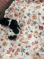 Bullseye, a male Poodle - Standard  for sale in Hastings, MI – 5 of 6