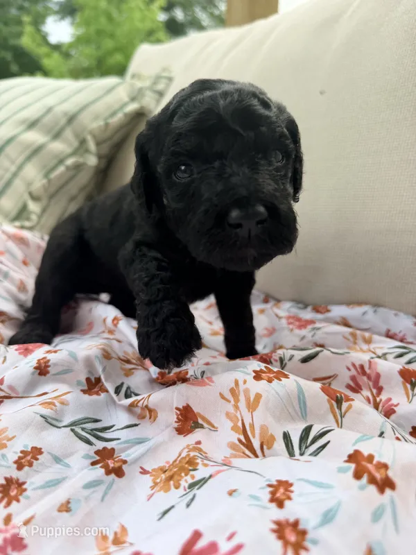 Vanellope – Poodle - Standard  puppy for sale in Hastings, MI