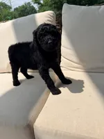 Vanellope, a female Poodle - Standard  for sale in Hastings, MI – 1 of 10