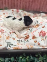 Sally, a female Poodle - Standard  for sale in Hastings, MI – 2 of 8