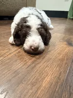 Jessie, a female Poodle - Standard  for sale in Hastings, MI – 2 of 10