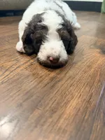 Jessie, a female Poodle - Standard  for sale in Hastings, MI – 5 of 10