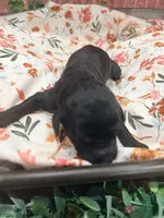 Vanellope, a female Poodle - Standard  for sale in Hastings, MI – 9 of 9