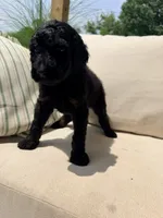 Vanellope, a female Poodle - Standard  for sale in Hastings, MI – 4 of 10