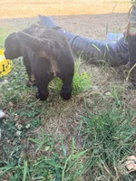 Bambi, a female Poodle - Standard  for sale in Hastings, MI – 4 of 10