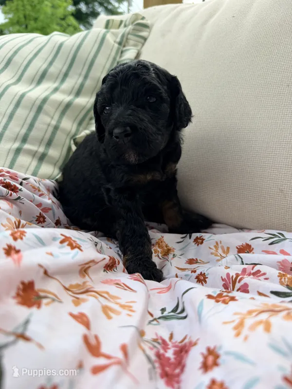 Bambi – Poodle - Standard  puppy for sale in Hastings, MI