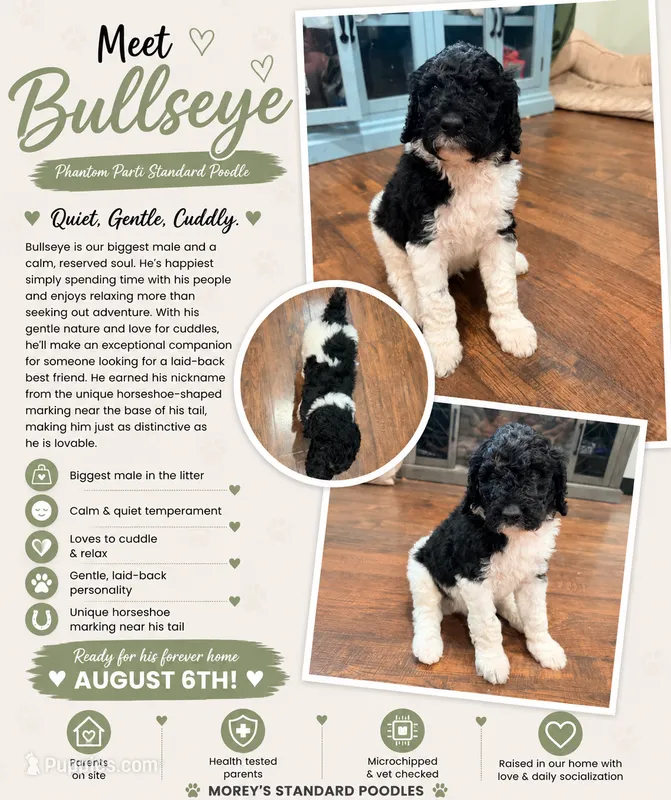 Bullseye – Poodle - Standard  puppy for sale in Hastings, MI