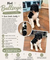 Bullseye, a male Poodle - Standard  for sale in Hastings, MI – 9 of 10