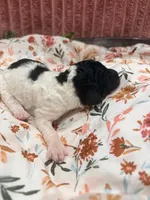 Sally, a female Poodle - Standard  for sale in Hastings, MI – 7 of 8
