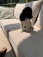 Tiana, a female Poodle - Standard  for sale in Hastings, MI – 3 of 10