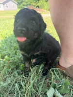 Bambi, a female Poodle - Standard  for sale in Hastings, MI – 5 of 10