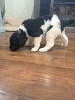 Bullseye, a male Poodle - Standard  for sale in Hastings, MI – 3 of 10